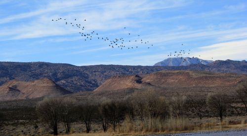 A flock of birds flies over a mountainous landscape with trees and a calm body of water under a blue sky.