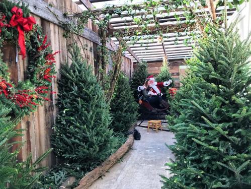 A festive pathway lined with Christmas trees, featuring Santa sitting in a sleigh, surrounded by holiday decorations.