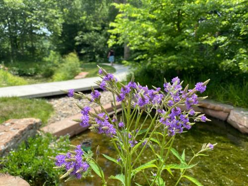 A cluster of purple flowers in front of a pond, with a pathway and greenery in the background.