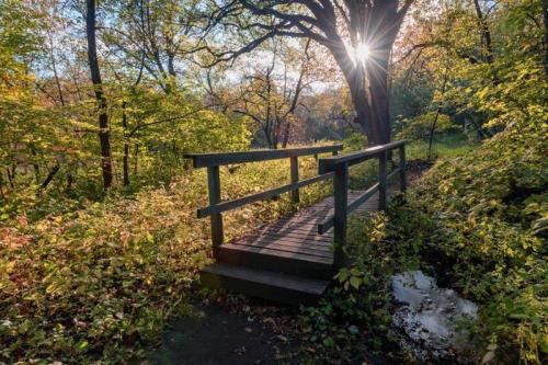 A wooden bridge in a lush, sunlit forest surrounded by vibrant autumn foliage.
