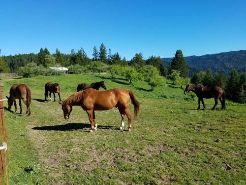 A group of horses grazing in a green pasture surrounded by trees and mountains under a clear blue sky.
