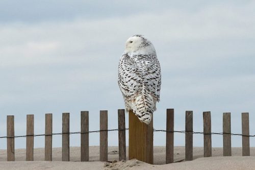 A snowy owl perched on a wooden post near a beach, with a cloudy sky in the background.