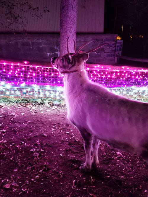 A reindeer stands beside colorful pink and purple lights, surrounded by fallen leaves in a dimly lit area.