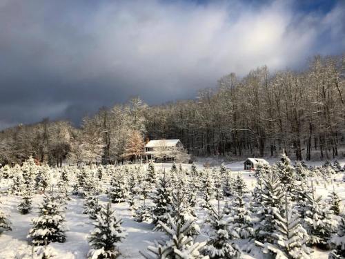 A snowy landscape featuring a house in the background, surrounded by evergreen trees blanketed in snow.