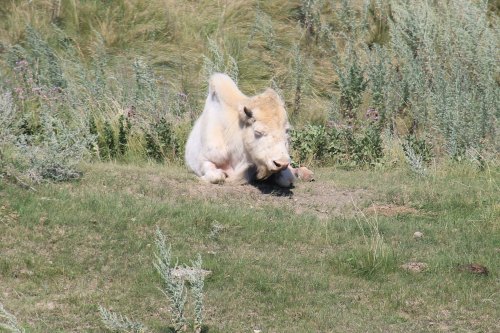 A white bison resting on the grass, surrounded by greenery and wildflowers.