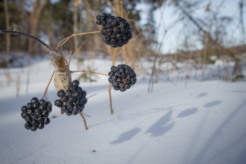 Black berries on a branch, partially covered in snow, with shadows cast on the white ground in a winter landscape.