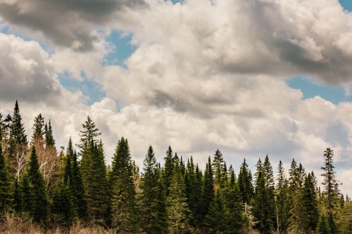 A dense forest of tall evergreen trees under a cloudy sky with patches of blue.