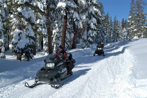 Two snowmobiles ride through a snowy forest, surrounded by tall pine trees and bright blue skies.