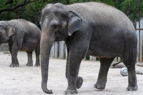 Two elephants walking in a sandy area, surrounded by trees and wooden fencing. One elephant is in the foreground.