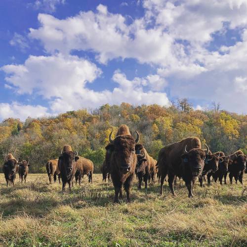 A herd of bison stands in a grassy field under a blue sky with fluffy clouds and autumn-colored trees in the background.
