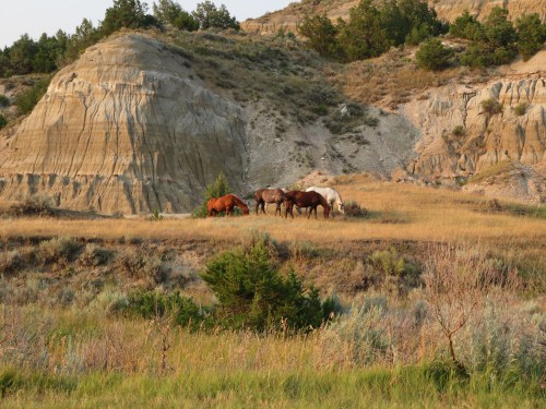 A group of horses grazing in a grassy area near rocky hills and trees under a clear sky.