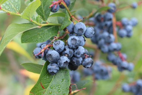 Close-up of ripe blueberries on a bush, surrounded by green leaves, with some droplets of water on the fruit.