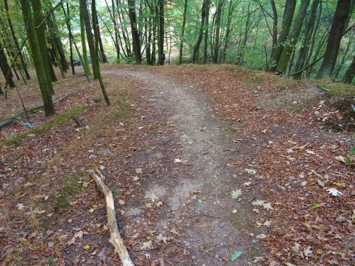 A winding dirt path through a forest, surrounded by trees and scattered autumn leaves.
