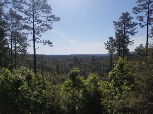 A scenic view of a lush forest with tall pine trees under a clear blue sky.
