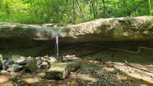 A small stream flows from a rocky ledge in a lush green forest, surrounded by stones and vegetation.