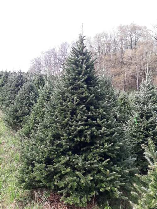 A row of lush green Christmas trees in a field, with a backdrop of trees and a cloudy sky.