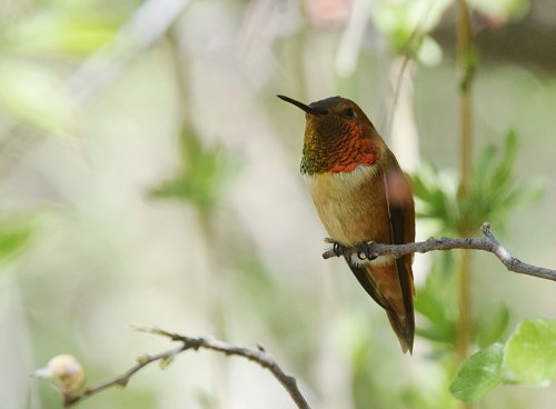 A colorful hummingbird perched on a branch, surrounded by soft green foliage.