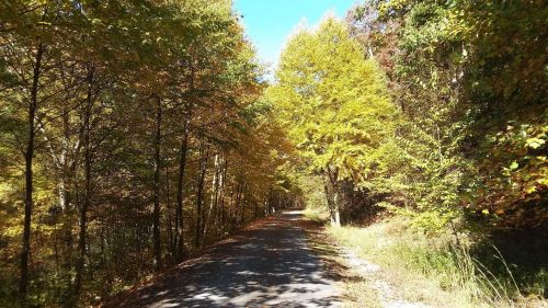 A scenic pathway lined with trees displaying vibrant autumn foliage under a clear blue sky.