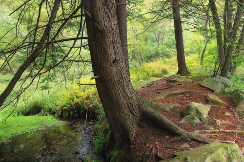 A serene forest scene featuring a large tree, rocky ground, and a small stream surrounded by lush greenery.
