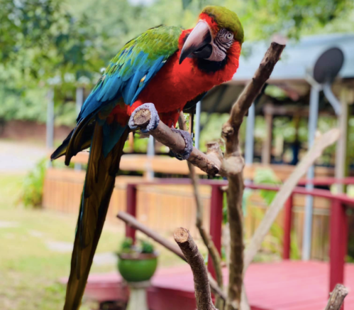 A colorful parrot with green, red, and blue feathers perched on a branch in a natural setting.