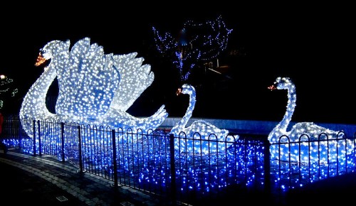 Illuminated swan sculptures in white and blue lights, set against a dark background, creating a festive atmosphere.