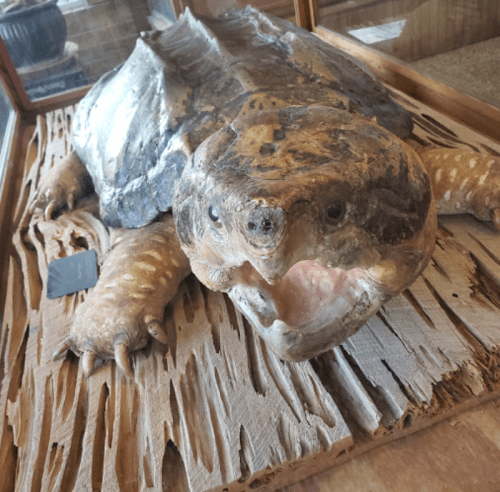 A large, preserved turtle displayed in a glass case, resting on a wooden surface. Its mouth is open, revealing its interior.
