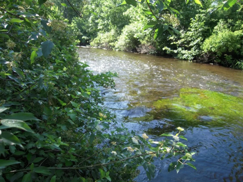 A serene river flows through lush greenery, with sunlight reflecting on the water's surface.