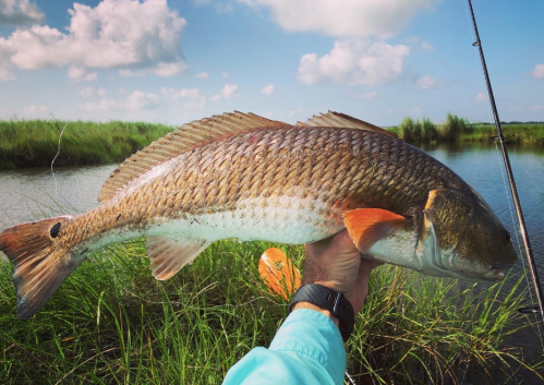 A person holds a large fish with orange fins against a backdrop of water and grassy wetlands under a blue sky.