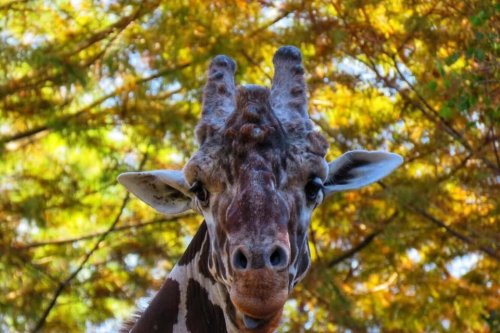 A close-up of a giraffe's head with autumn leaves in the background, showcasing its unique features and textures.