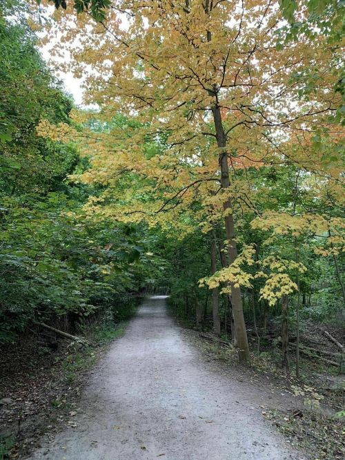 A serene dirt path winding through a forest with trees displaying autumn foliage.