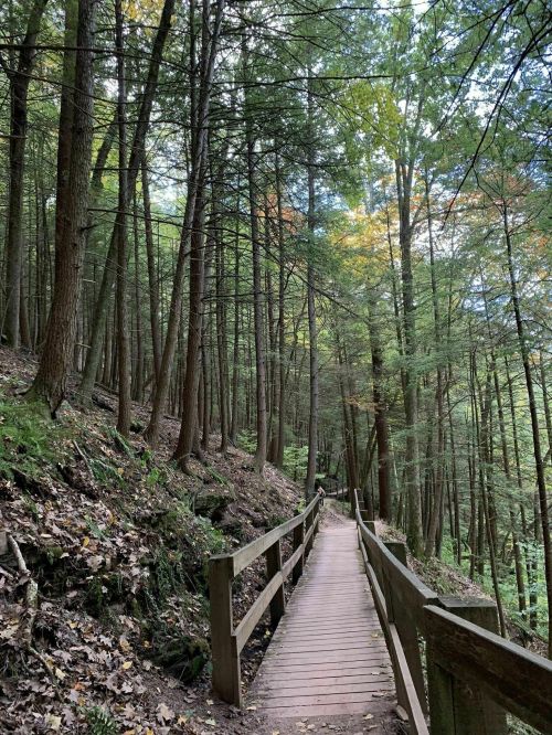 A wooden bridge winding through a lush forest with tall trees and scattered autumn leaves.
