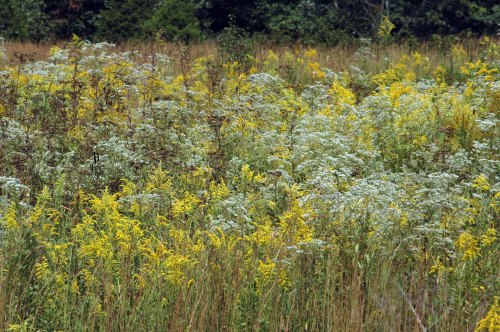 A vibrant field filled with yellow and green wildflowers, surrounded by tall grasses and shrubs.