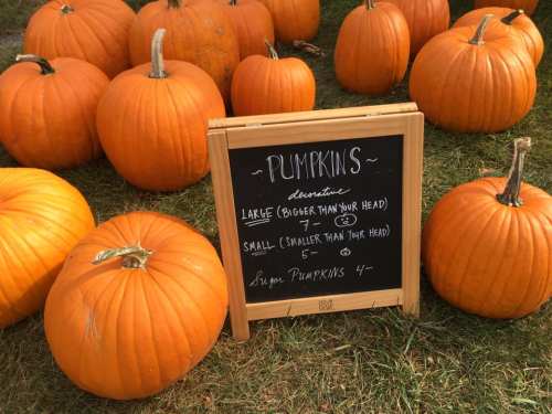 A display of pumpkins with a sign listing prices for large and small pumpkins at a farm stand.