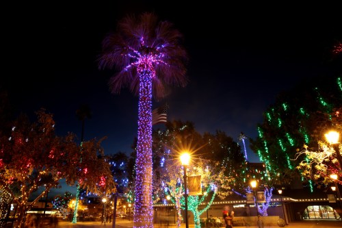 Colorful lights adorn palm trees and other foliage at night, creating a festive atmosphere in a public space.