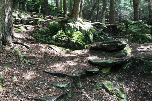 A forest scene with moss-covered rocks, trees, and a dirt path winding through the greenery.