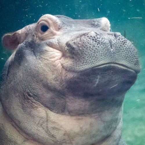 Close-up of a hippo's face underwater, showcasing its large mouth and distinctive skin texture.
