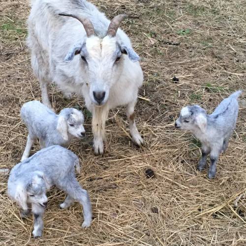 A white goat stands among three gray goat kids on straw-covered ground.