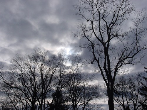 Silhouetted trees against a cloudy sky with a hint of sunlight peeking through.