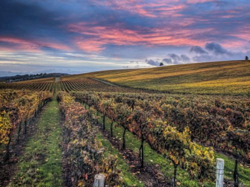 A scenic vineyard at sunset, with rows of grapevines and a colorful sky filled with pink and purple hues.