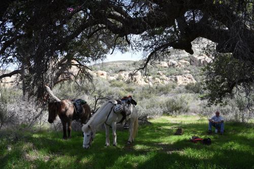 Two horses graze under a large tree while a person sits nearby in a grassy area surrounded by rocky hills.