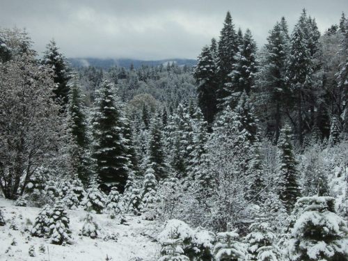 A snowy forest scene with tall evergreen trees blanketed in white, under a cloudy sky.