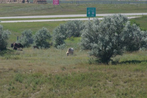 A grassy field with a few cows grazing near a highway sign and scattered trees in the background.