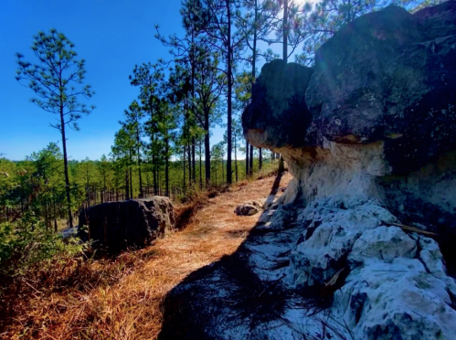 A rocky path through a forest of tall pine trees under a clear blue sky. Sunlight filters through the branches.