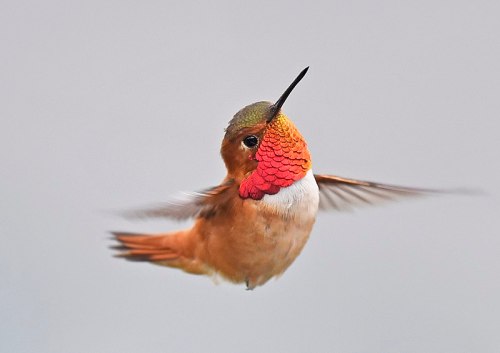 A vibrant hummingbird with iridescent feathers hovers in mid-air against a soft gray background.
