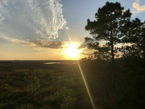 Sunset over a marshland, with a silhouette of a tree and vibrant clouds in the sky.