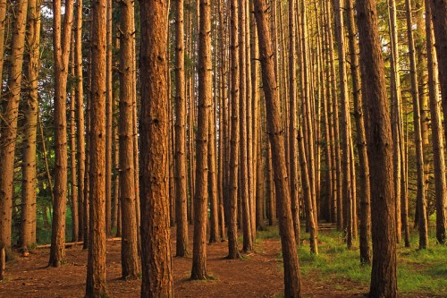 Tall pine trees in a sunlit forest, with warm light filtering through the trunks and a soft green undergrowth.