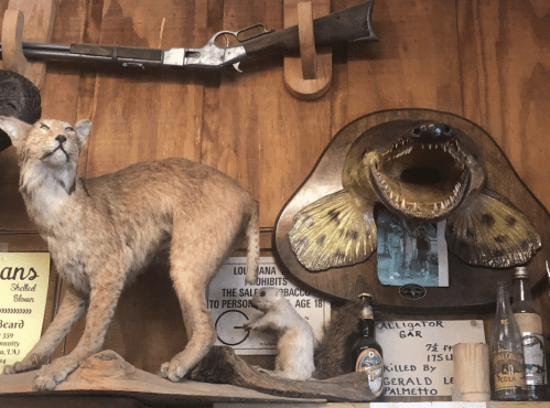 Taxidermy display featuring a bobcat, a fish mount, and vintage memorabilia on a wooden wall.