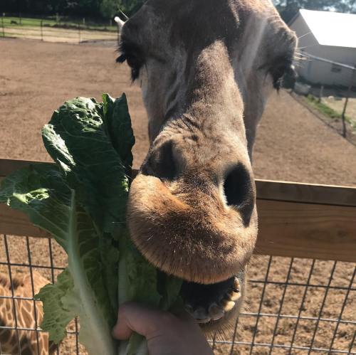 A close-up of a giraffe reaching for a hand holding a large piece of romaine lettuce.