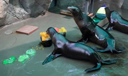 Two sea lions play near a colorful ice treat in a shallow pool, surrounded by rocks and water.
