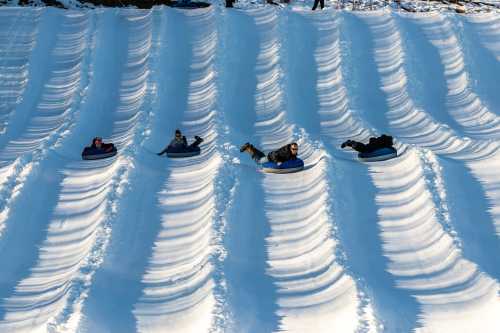 A group of people sledding down a snowy hill, creating tracks in the snow.